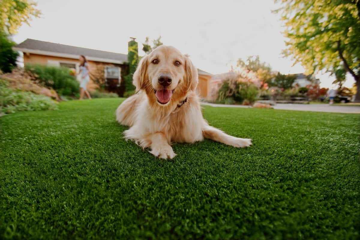 Pet Facilities commercial installation by Artificial Grass of Frisco in Frisco, TX